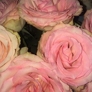 Meet your Posher, Rochelle